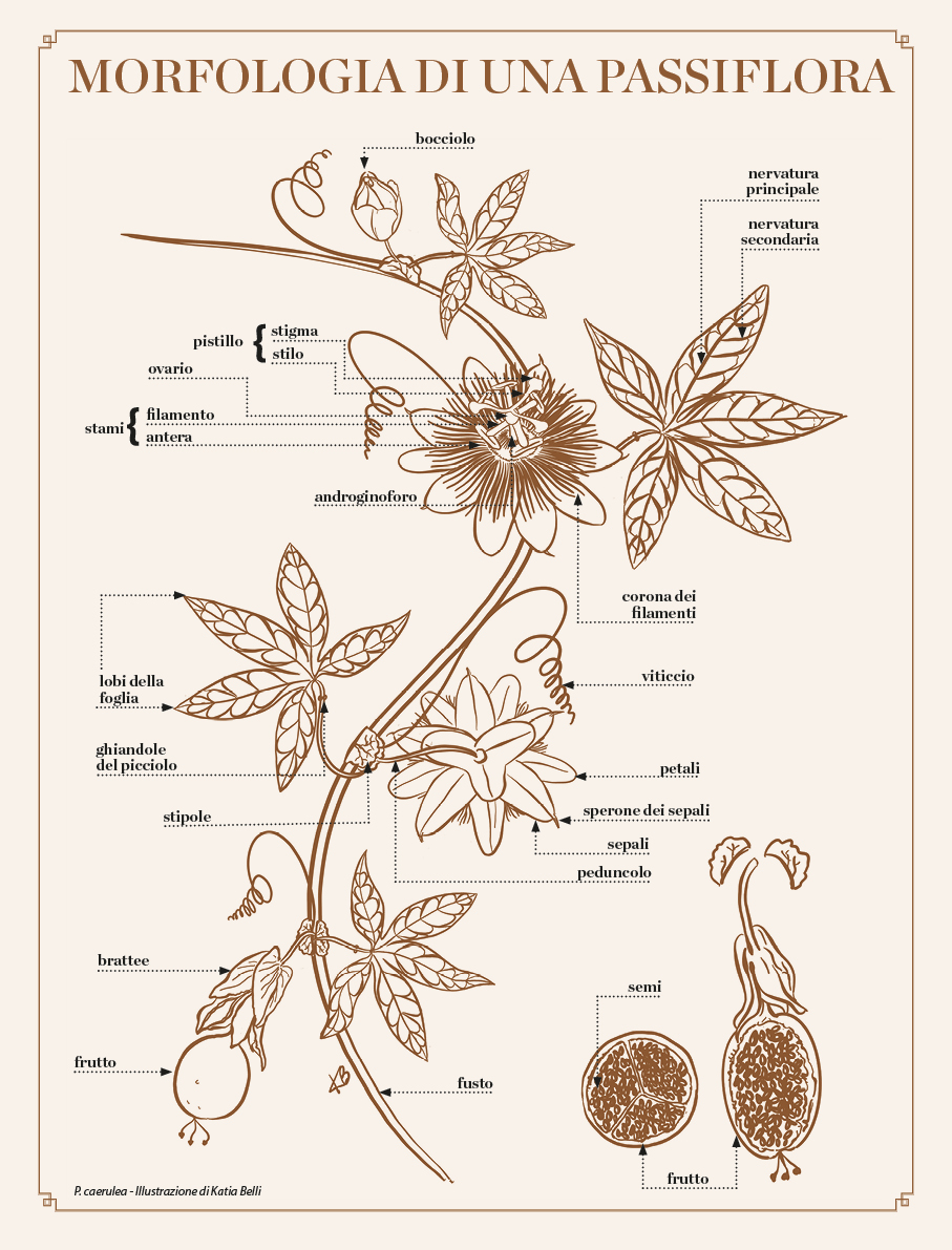 Il Genere Passiflora, scoperta della Passiflora, informazioni utili